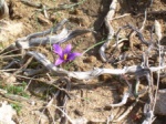 Crocus